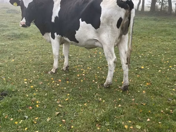 Гов, Russian Black pied cattle