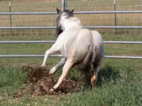 Horse (M), National Show Horse — photo 1
