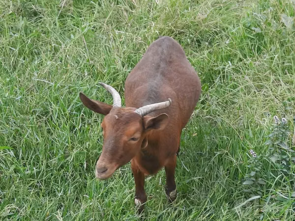 Kambing betina, Murcia-Granada goats