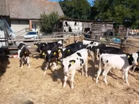 Bull, Russian Black pied cattle — photo 2