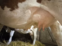 Cow, Simmental cattle — photo 4