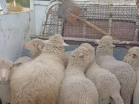 Oaie, Merino sheep — foto 4