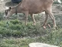 Kambing betina, Saanen goat — foto 3