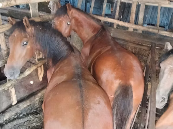 Mare, Horse breed — Kazakhstan