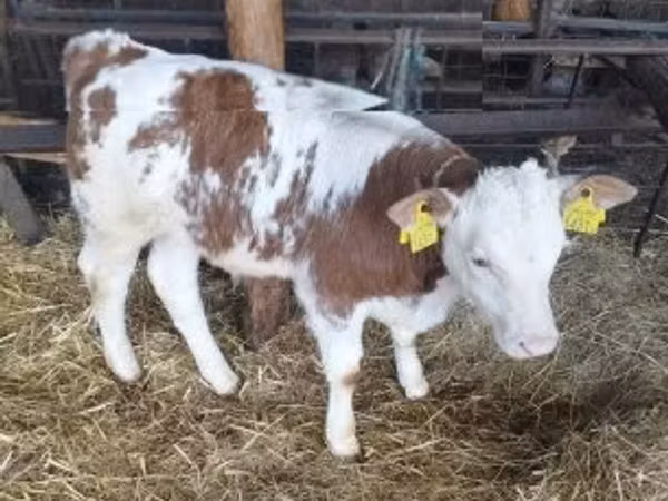 Toro, Simmental cattle — Ungheria
