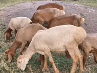 میش, Arashan sheep — عکس 1