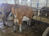 Krava, Simmental cattle — foto 2