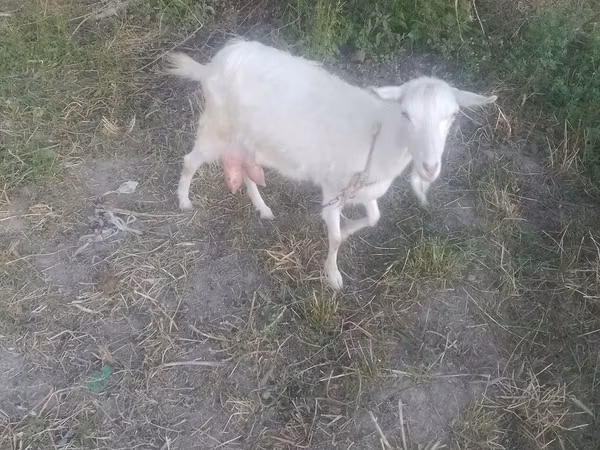 Goat, Goats — Uzbekistan