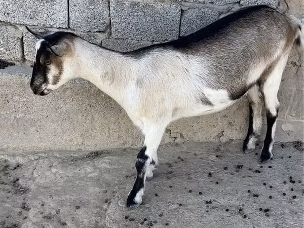 Goat, Alpine goat — Kazakhstan