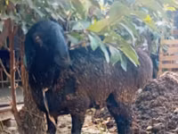 公羊, Sheep — 照片 4