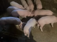 Sow, Pigs — photo 3