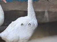 Китайский гусь — сүрөт 2