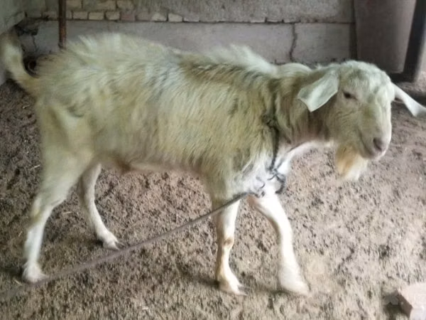 แพะตัวเมีย, Irish goat