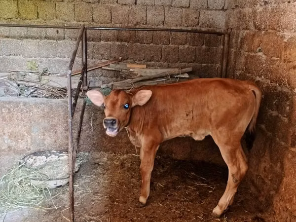 Bull, Swiss cattle — Uzbekistan