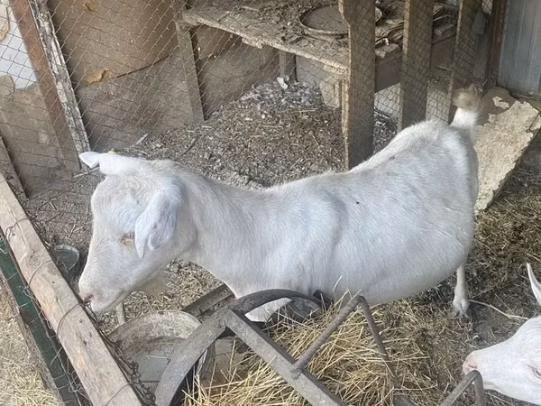 Буз, Saanen goat