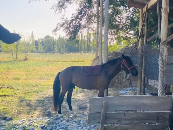Horse (M), Horses — Kyrgyzstan