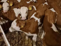 Bull, Simmental cattle — photo 1