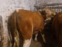 सांड, Simmental cattle — फ़ोटो 2