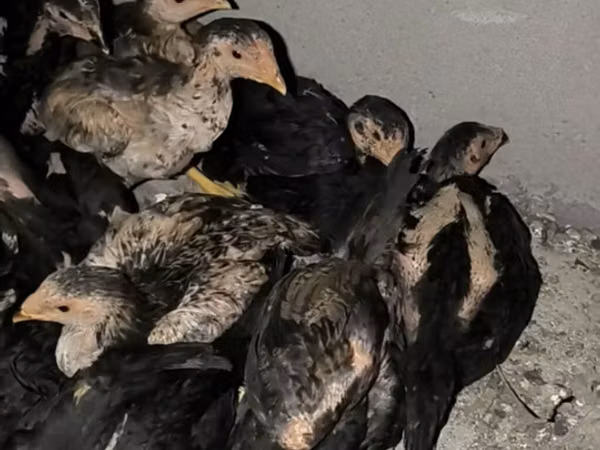 Chickens — Kyrgyzstan