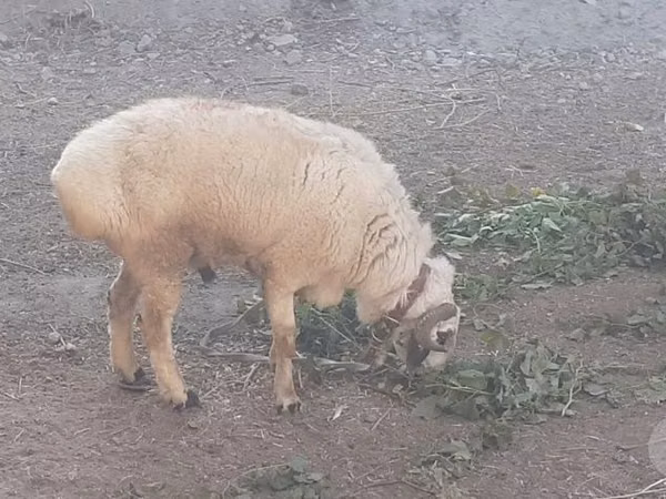 Ram, Sheep — Uzbekistan