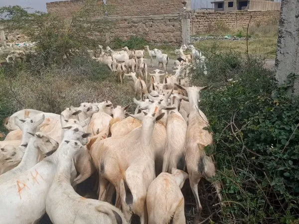 山羊（批次，未指定性别）, Somali goats — 肯尼亚