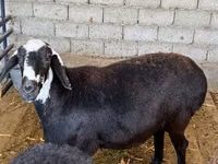 ცხვარი, Blackheaded Persian sheep — ფოტო 3