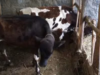 ላም, Ayrshire — ፎቶ 3