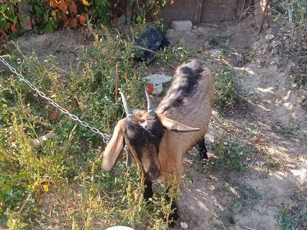 Billy Goat, Alpine goat — Kazakhstan