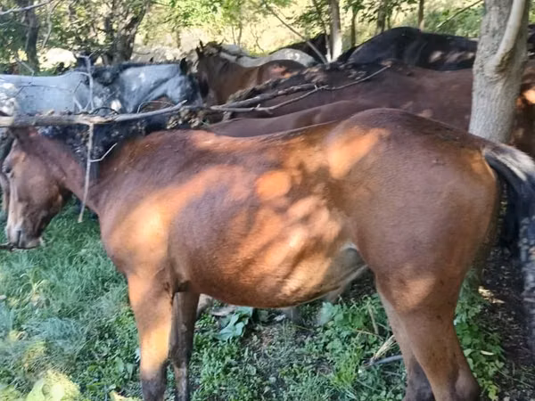 Mare, Horse breed