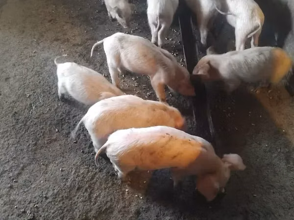 Sow, Pigs — Armenia