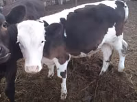 Cow, Simmental cattle — photo 1