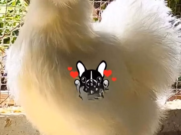 Силки