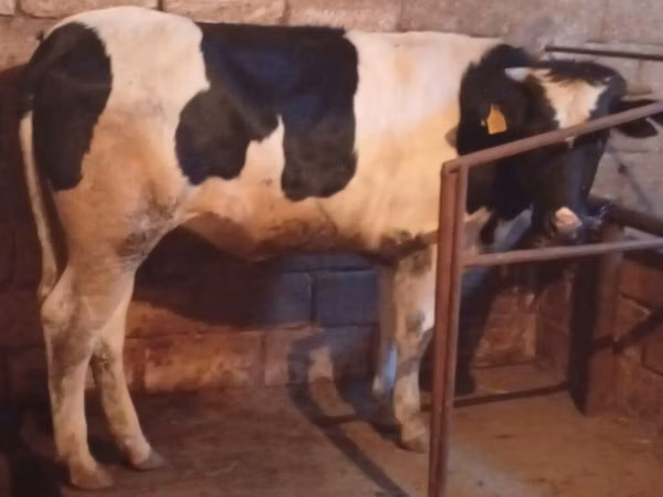 Cow, Russian Black pied cattle