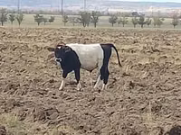 ثور, Simmental cattle — الصورة 3