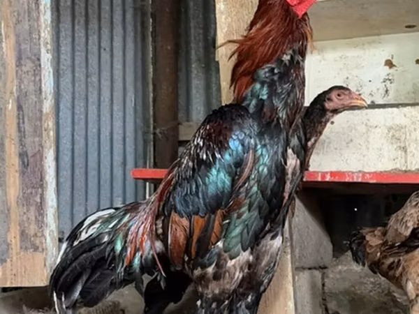 Chickens — Azerbaijan