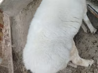 قوچ, گوسفند — عکس 2