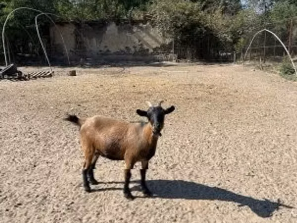 Goat, Dutch Landrace goats