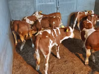 Ցուլ, Simmental cattle — լուսանկար 4