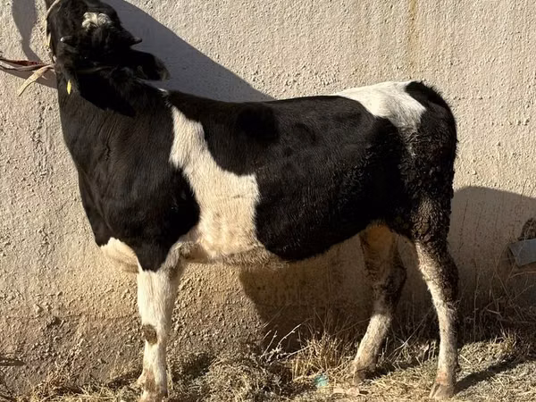 Cow, Russian Black pied cattle — Uzbekistan