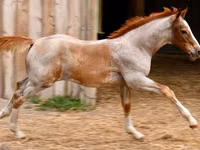 Horse (M), Quarter Horse — photo 5