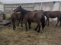 Kuda betina, Horses — foto 1