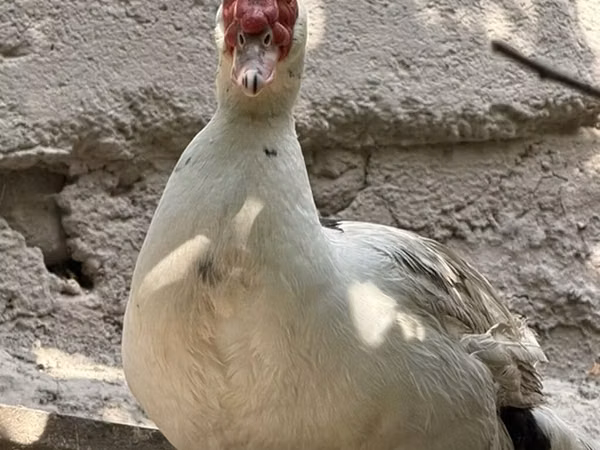 مسکوی خانگی — قرقیزستان