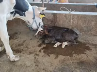 Boğa, Simmental cattle — foto 6