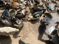 Ducks — photo 3