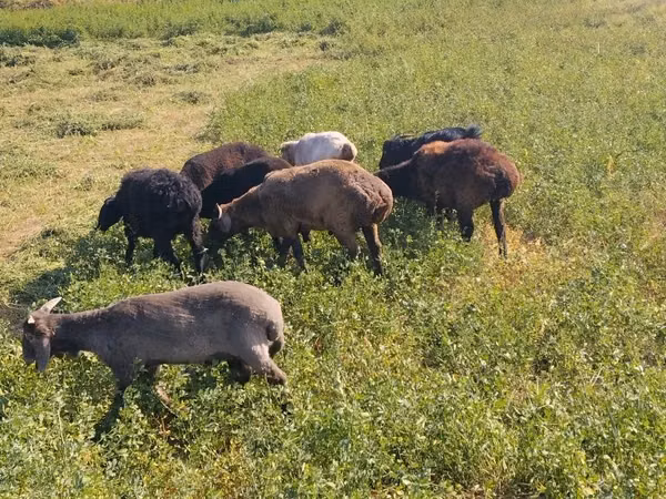 Ram, Sheep