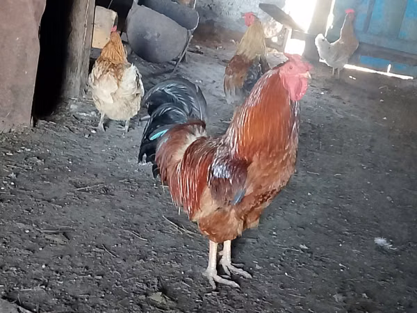 Chickens