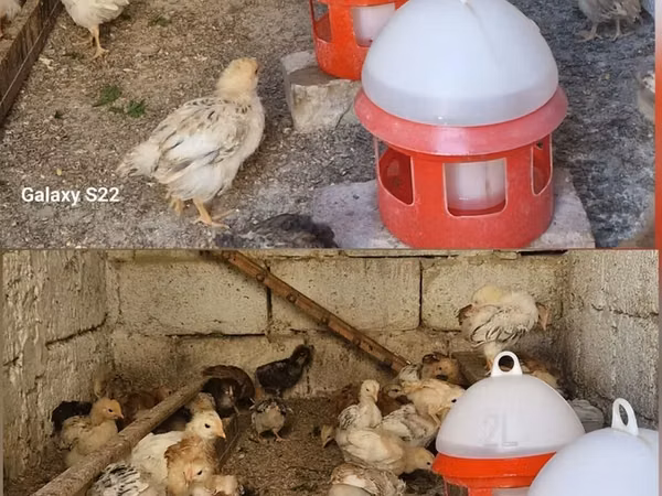Chickens — Azerbaigian