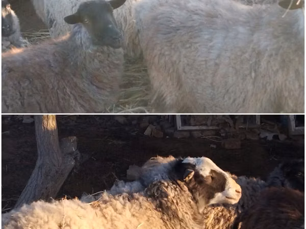 Biri-biri (lot, jantina tidak dinyatakan), Romanov sheep
