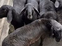 قوچ, Hissar sheep — عکس 5