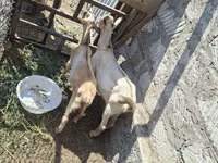 Buk, Alpine goat — foto 5